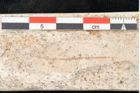Foto (Detailansicht) von Olea noti Unger (NHMW-GEO-2024-0188-8149)